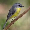 Songbird