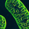 Mitochondrial testing