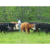 Clover Field Meats