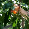 Cherry picking
