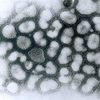 Influenza A virus