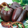 Sweet chocolate pepper