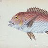 Edward Donovan