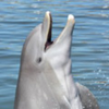 Dolphin Research Center