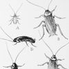 Cockroach