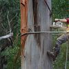 Arborist