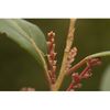 Botanic Gardens Conservation International