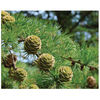 Polish larch