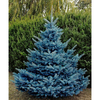 Blue Spruce