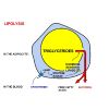 Adipose lipid turnover