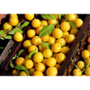 Cherry plum