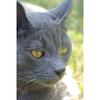 La Chatte