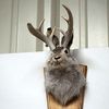 Jackalope