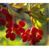 Barberry