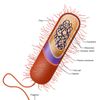 Prokaryote