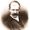 Raphael Weldon