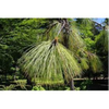 Swamp pine