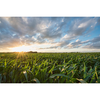 Corn Refiners Association