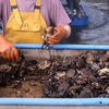 Crab Farming