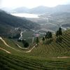 Boseong County