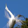 Animal communication