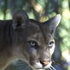 Florida panther