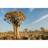 Quiver tree