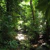 Daintree Rainforest