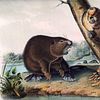 Pacific Fur Company