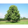linden tree