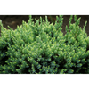Juniper
