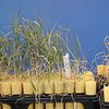 Plant breeding