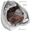 Pelvic floor