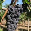 Pinot noir