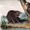 Pacific Fur Company