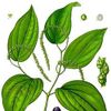 Black pepper