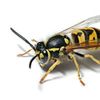 Yellowjacket