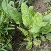 Sorrel