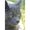 La Chatte