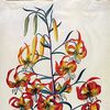 Botanical illustration