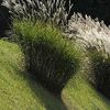 Miscanthus