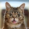 Lil Bub