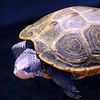 Diamondback terrapin