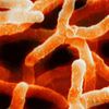 Actinobacteria