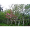 Tree Culture