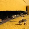 Colony collapse disorder