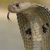Cobra