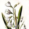 Frederick Edward Hulme
