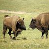 European bison