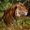 Wildlife